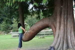 This tree amuses me way more than it should.