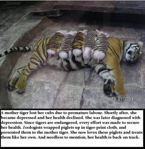 Tiger mother and her piglets